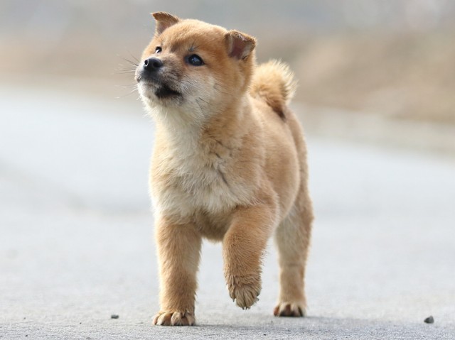 FP5A7330-puppy FP5A7330-puppy