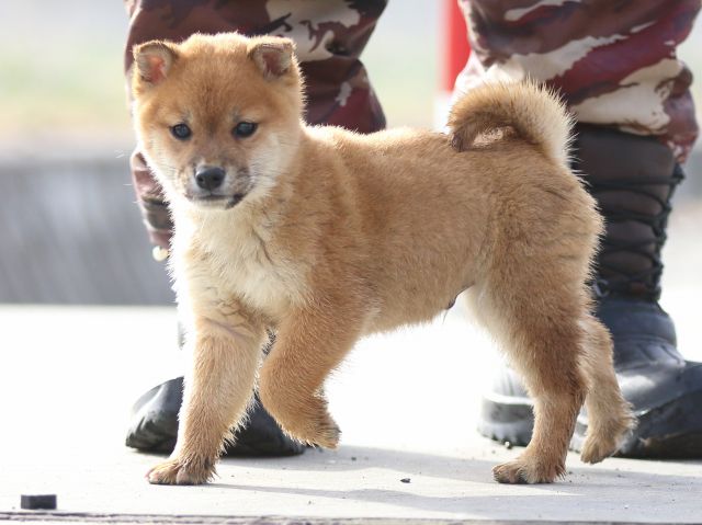 FP5A7395-puppy FP5A7395-puppy
