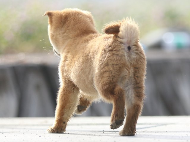 FP5A7418-puppy FP5A7418-puppy