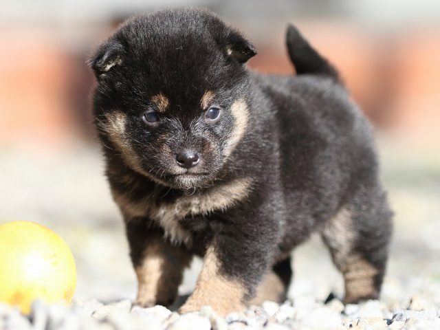 FP5A7548-puppy FP5A7548-puppy