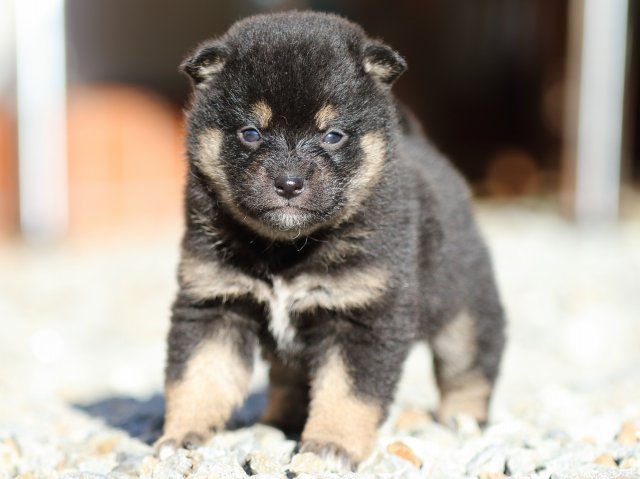 FP5A7570-puppy FP5A7570-puppy