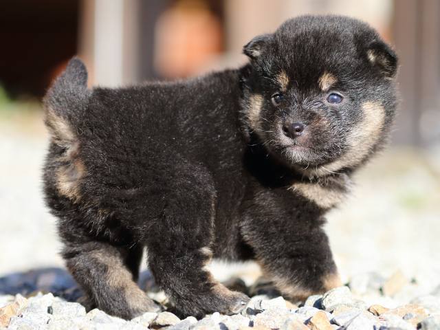 FP5A7585-puppy FP5A7585-puppy