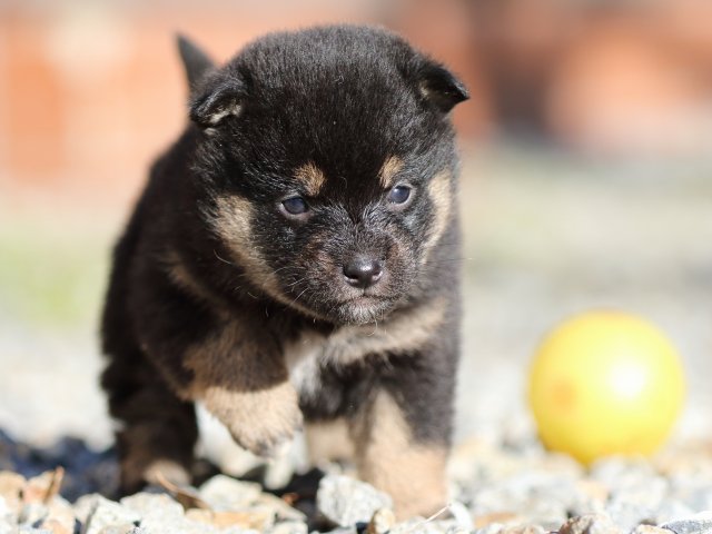 FP5A7610-puppy FP5A7610-puppy