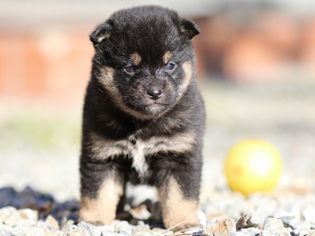 FP5A7620-puppy FP5A7620-puppy