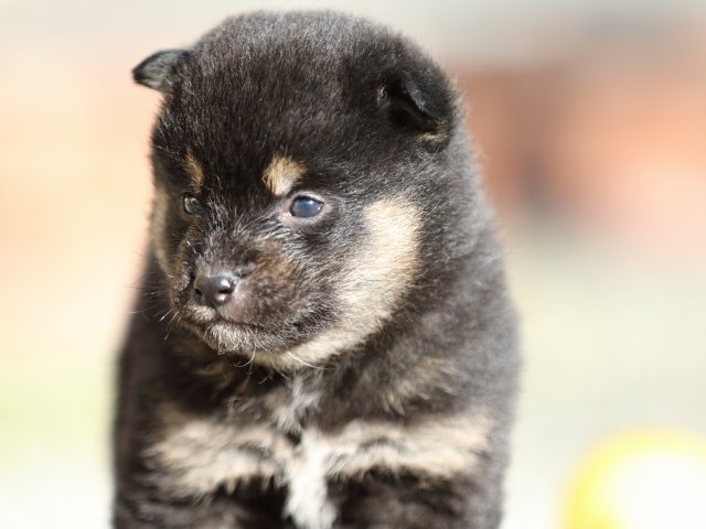 FP5A7622-puppy FP5A7622-puppy