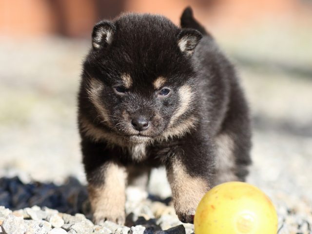 FP5A7636-puppy FP5A7636-puppy