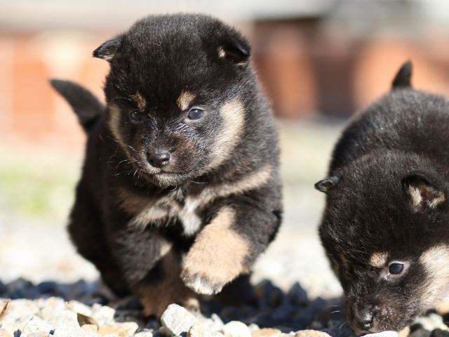 FP5A7641-puppy FP5A7641-puppy