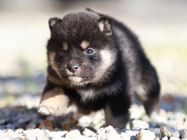 FP5A7674-puppy FP5A7674-puppy