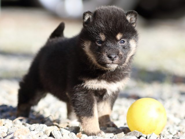 FP5A7692-puppy FP5A7692-puppy