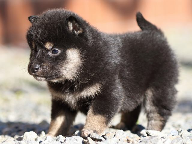 FP5A7715-puppy FP5A7715-puppy