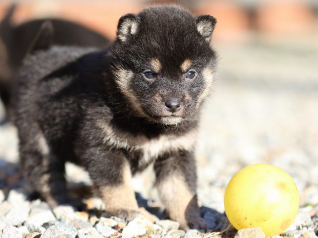 FP5A7761-puppy FP5A7761-puppy