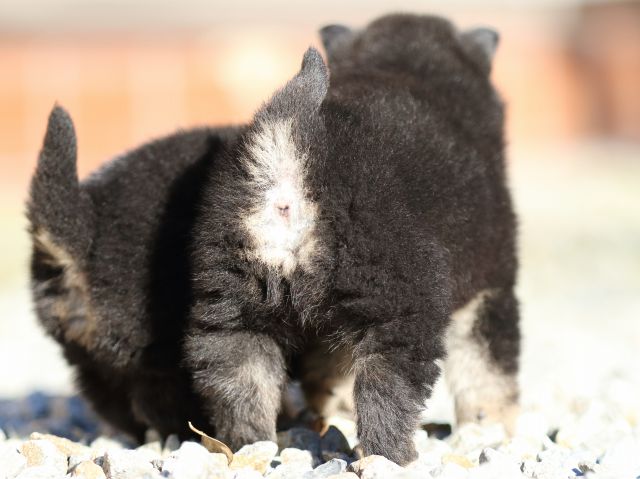 FP5A7773-puppy FP5A7773-puppy
