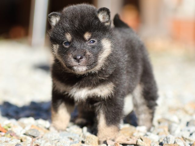 FP5A7808-puppy FP5A7808-puppy