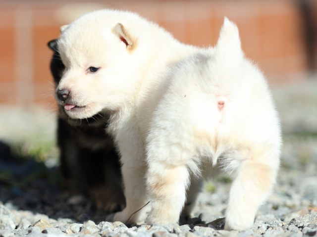 FP5A7864-puppy FP5A7864-puppy