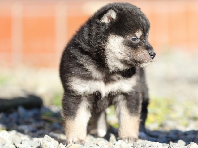 FP5A7874-puppy FP5A7874-puppy