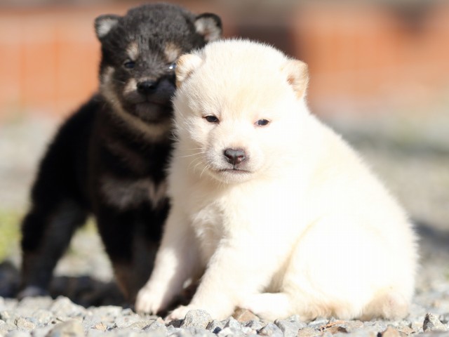 FP5A7884-puppy FP5A7884-puppy