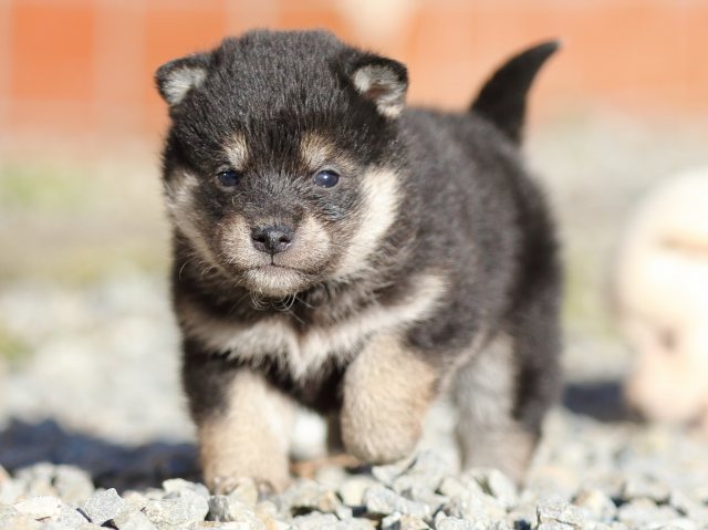 FP5A7892-puppy FP5A7892-puppy
