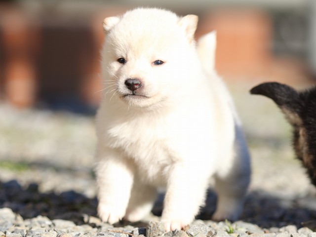 FP5A7918-puppy FP5A7918-puppy