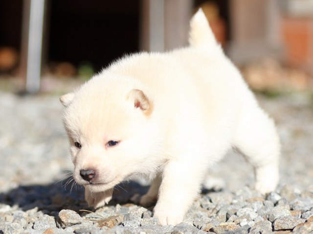 FP5A7932-puppy FP5A7932-puppy