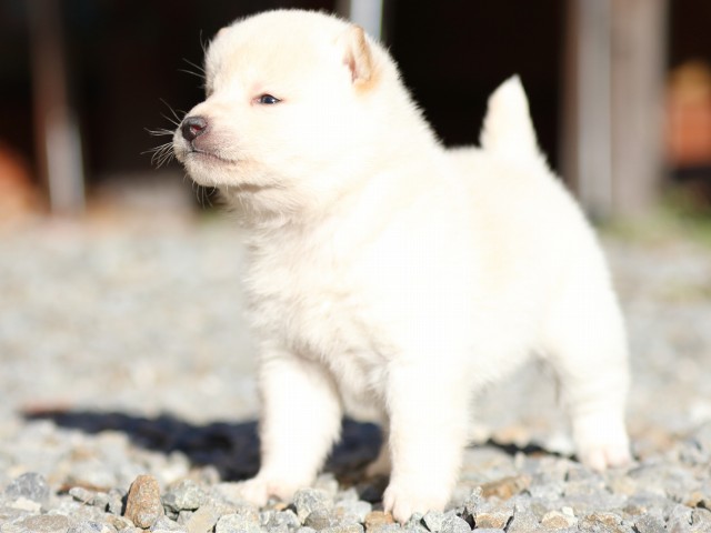 FP5A7936-puppy FP5A7936-puppy