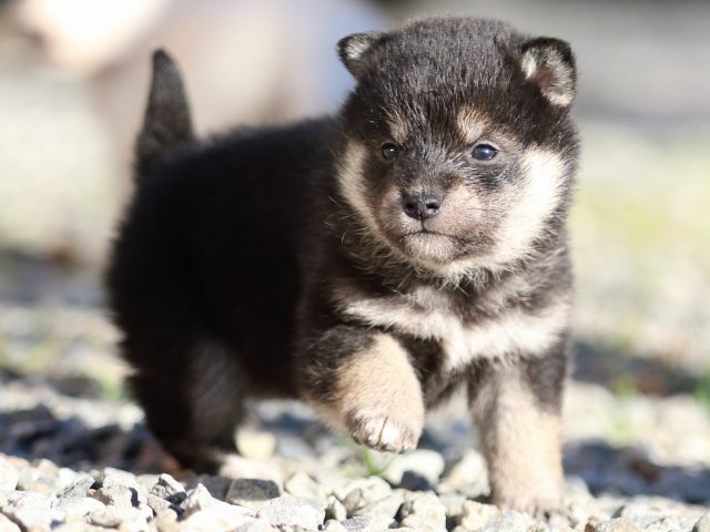 FP5A7969-puppy FP5A7969-puppy
