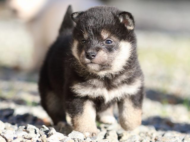 FP5A7970-puppy FP5A7970-puppy