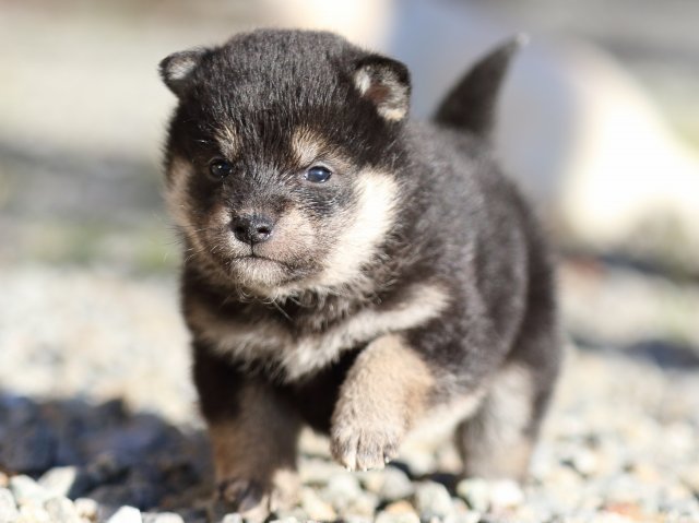 FP5A7975-puppy FP5A7975-puppy