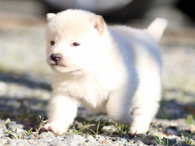 FP5A7988-puppy FP5A7988-puppy