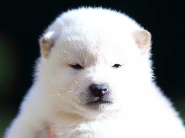 FP5A8013-puppy FP5A8013-puppy