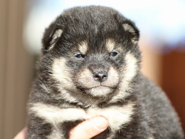 FP5A8037-puppy FP5A8037-puppy