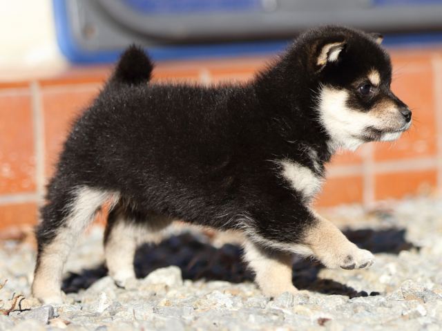 FP5A8067-puppy FP5A8067-puppy