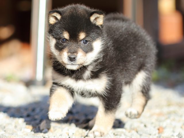 FP5A8097-puppy FP5A8097-puppy
