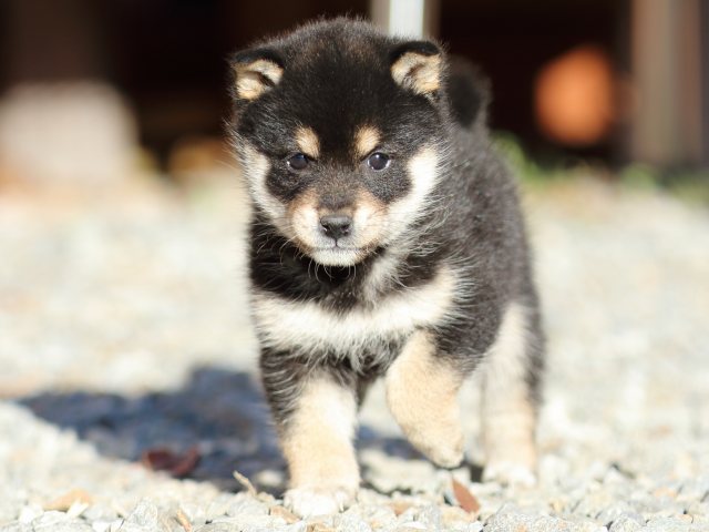 FP5A8104-puppy FP5A8104-puppy