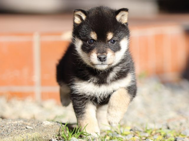 FP5A8131-puppy FP5A8131-puppy