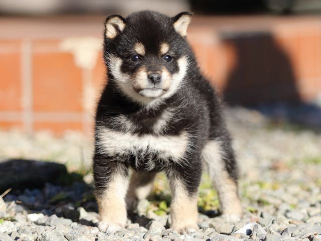 FP5A8139-puppy FP5A8139-puppy