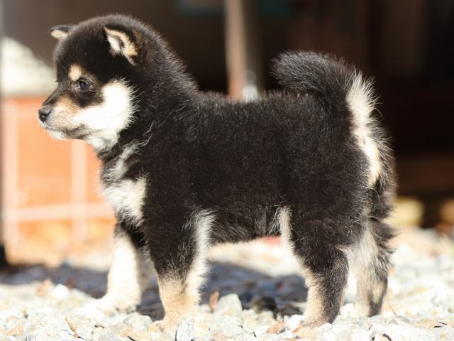 FP5A8168-puppy FP5A8168-puppy