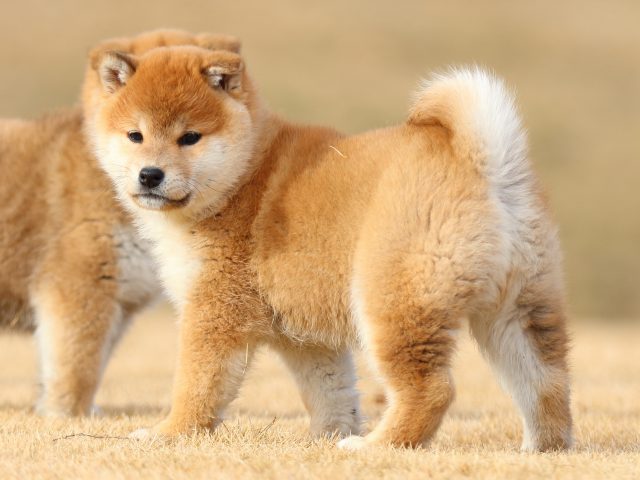FP5A8388-puppy FP5A8388-puppy