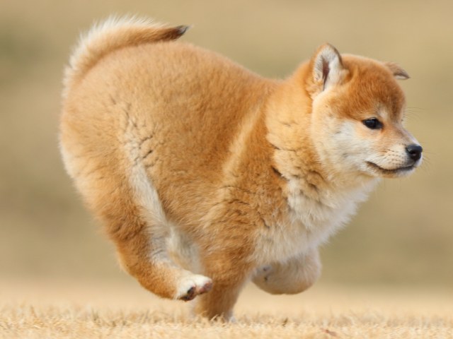 FP5A8403-puppy FP5A8403-puppy
