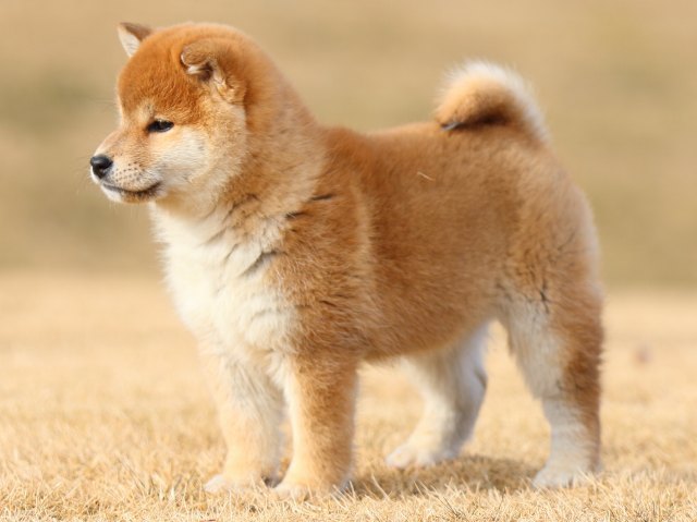 FP5A8416-puppy FP5A8416-puppy