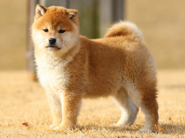 FP5A8429-puppy FP5A8429-puppy