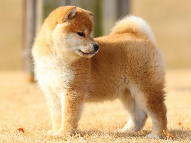 FP5A8433-puppy FP5A8433-puppy