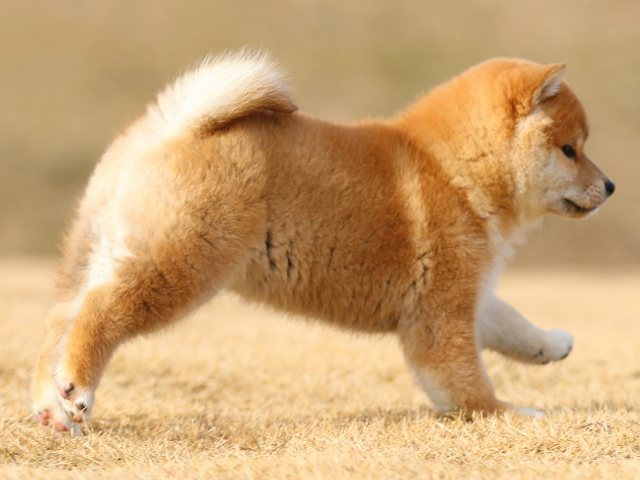 FP5A8445-puppy FP5A8445-puppy