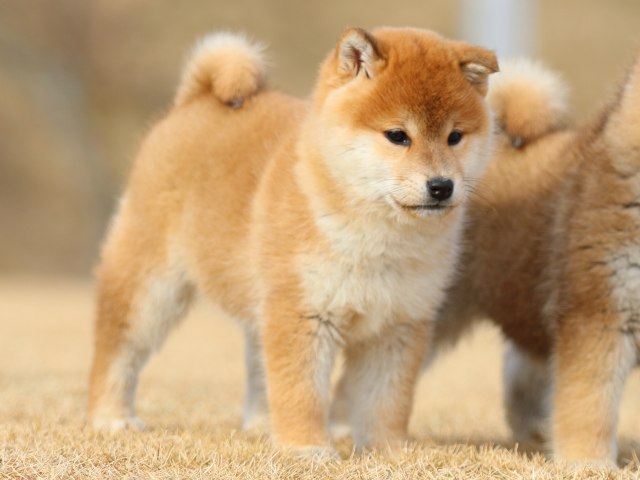 FP5A8446-puppy FP5A8446-puppy