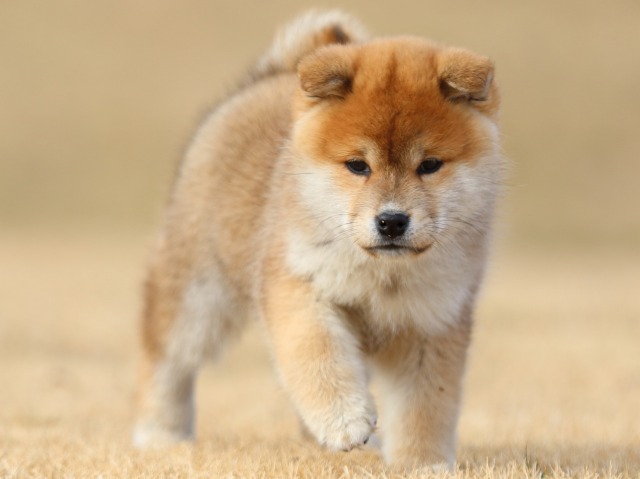 FP5A8495-puppy FP5A8495-puppy