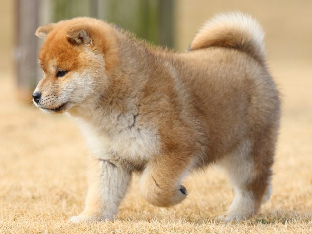 FP5A8505-puppy FP5A8505-puppy