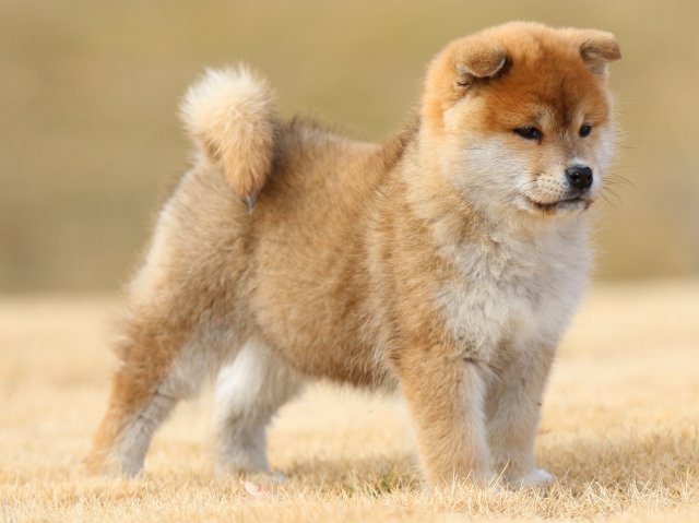 FP5A8533-puppy FP5A8533-puppy