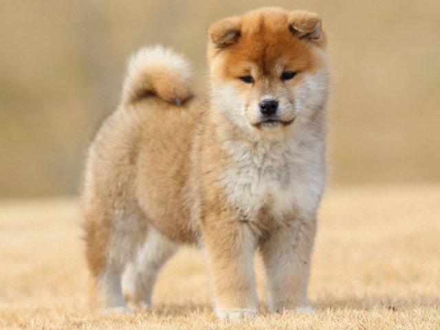 FP5A8542-puppy FP5A8542-puppy