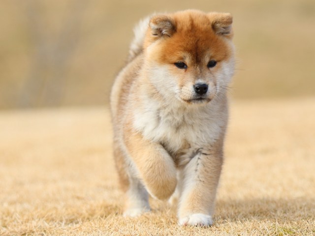 FP5A8548-puppy FP5A8548-puppy