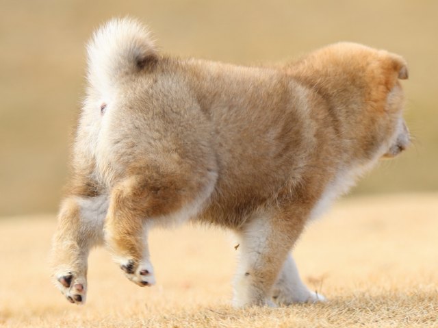 FP5A8608-puppy FP5A8608-puppy