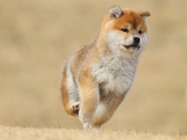 FP5A8611-puppy FP5A8611-puppy